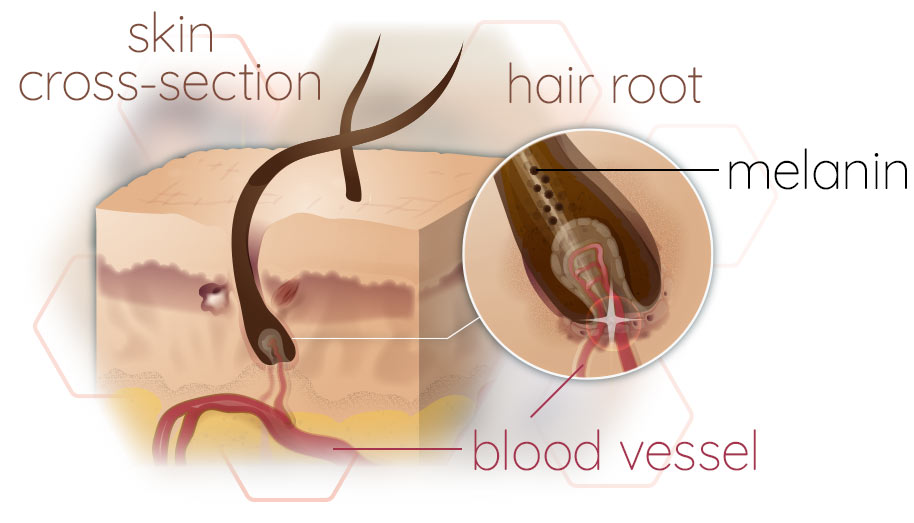 Infographic cross section skin an Hair root description