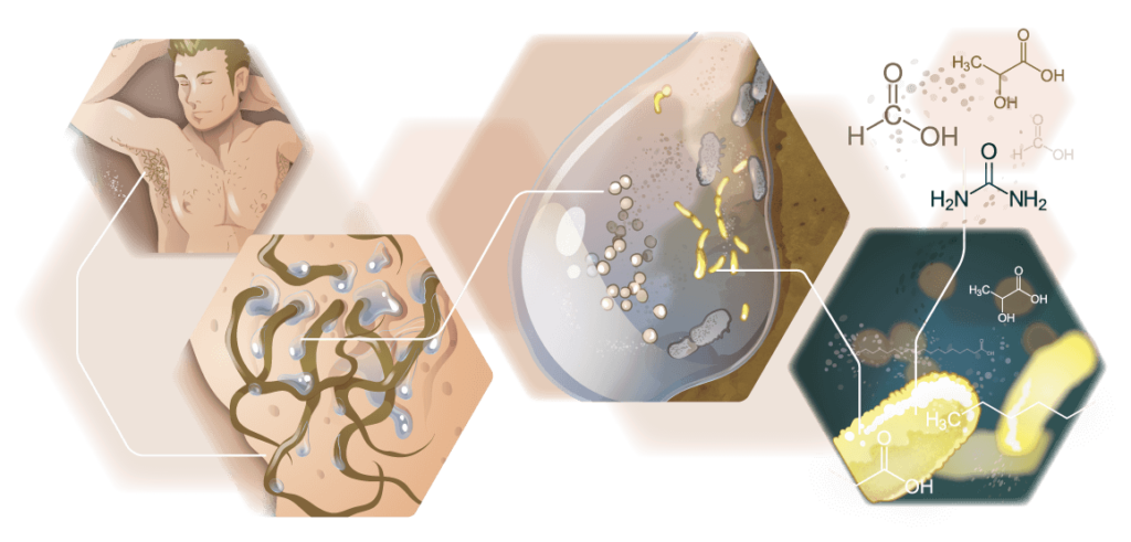 Infografik Schweiss Bakterienbildung beim Mann