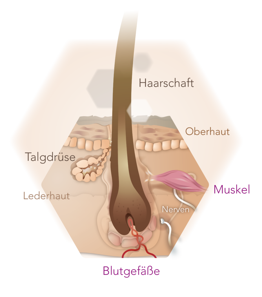 Infografik Haar als Organ