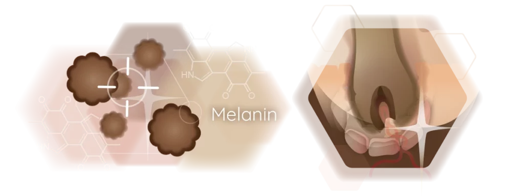 Infografik Melanin und Stammzelle