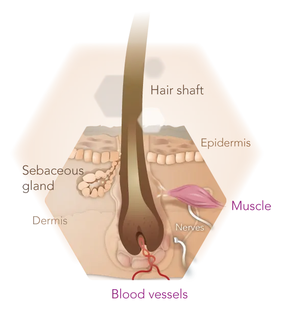 Infographic hair in skin