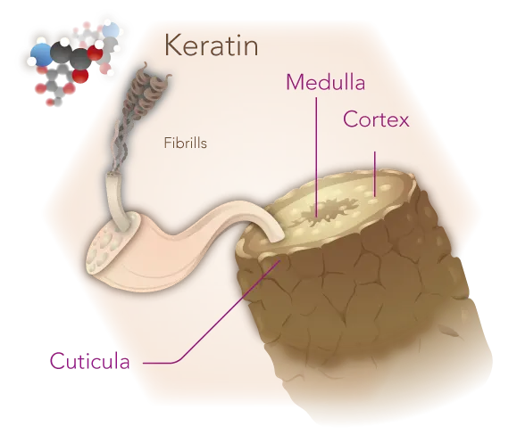 Infographie de la structure des cheveux